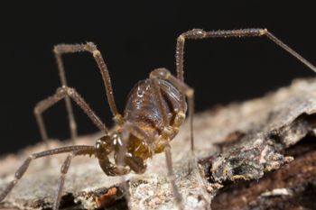 Media type: image; Invertebrate Zoology 143231
